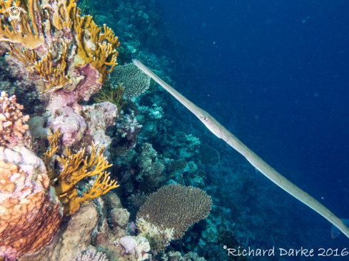 A Aulostomus chinensis | Trumpetfish