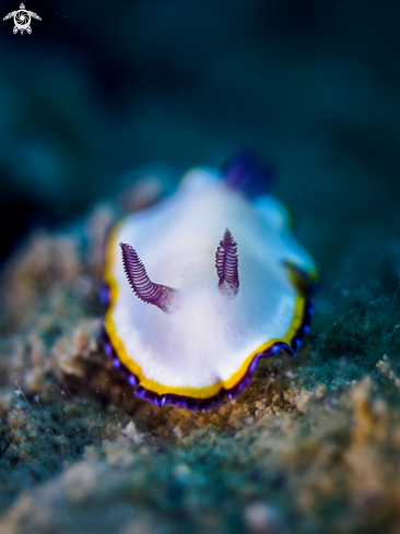 A  Nudibranch