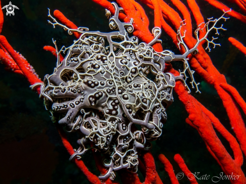 A Basket Star