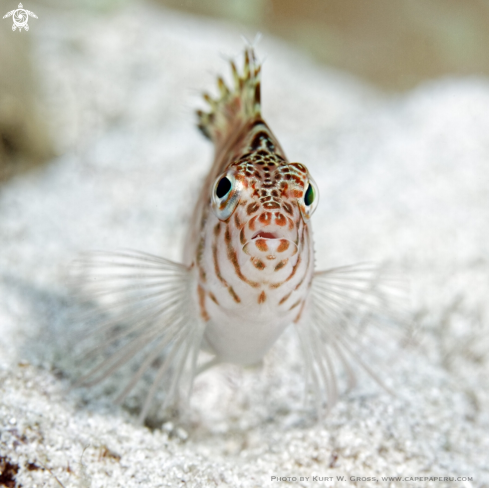 A Hawkfish