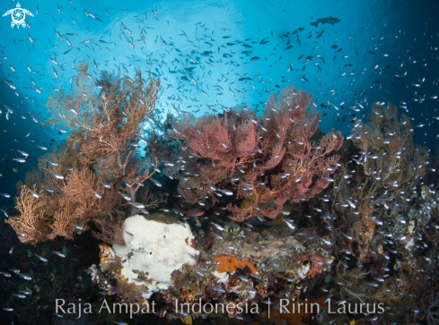 A Glass fish with healthy corals