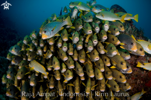 A Plectorhinchus | Sweet Lips