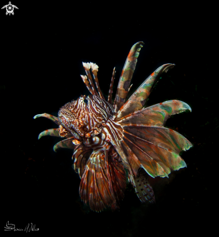 A Lionfish