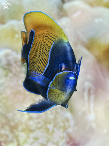 A Pomacanthus navarchus | the Blue-Girdled Angelfish