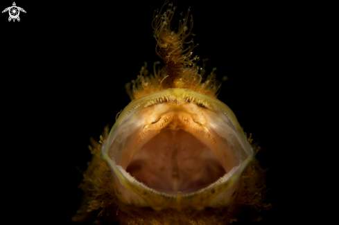 A Antennarius striatus | Hairy Frogfish