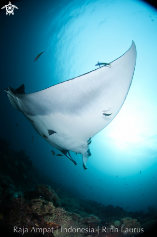 A Oceanic Manta