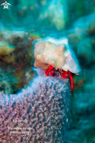 A Hermit Crab