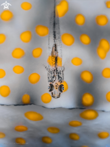 A Ghostgoby