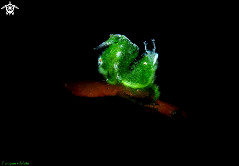 A Algae Shrimp