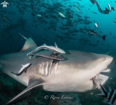 A Carcharhinus leucas | Bull Shark with her Tuna's Head
