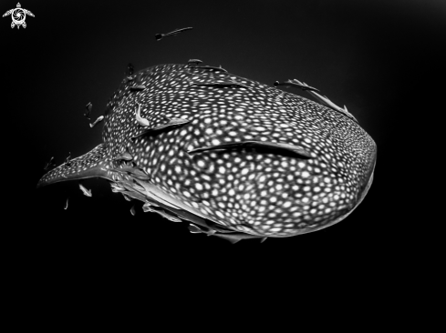 A Whale Shark