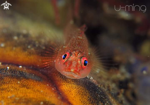 A Red Goby