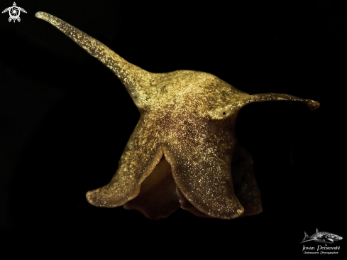 A  (Lymnaea stagnalis) | Slatkovodni puž / Freshwater snail.