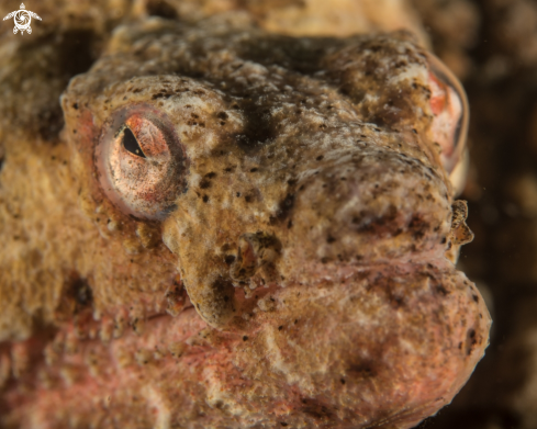 A Stargazer snake eel