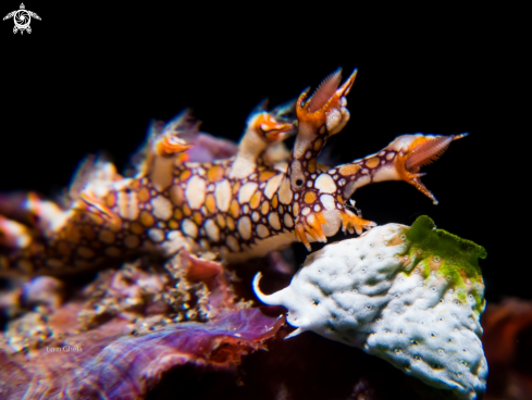 A Bornella anguilla | Nudibranch