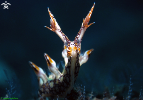 A Bornella anguilla | Bornella anguilla