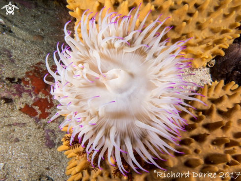 A Anemone