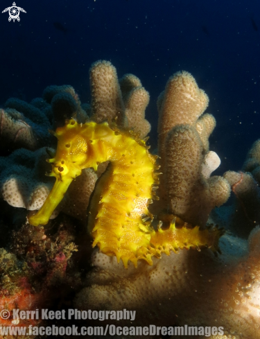 A Seahorse