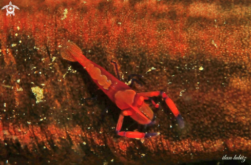 A emperor shrimp