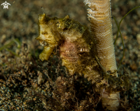 A Thorny seahorse