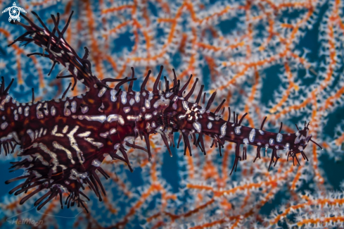 A Harlequin ghost pipefish