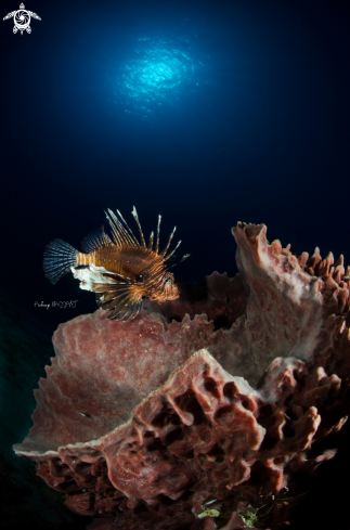 A Pterois