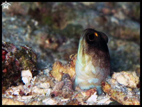 A Yellow Bared Jawfish