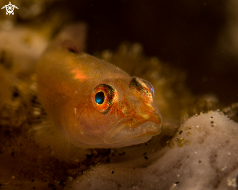 A Goby