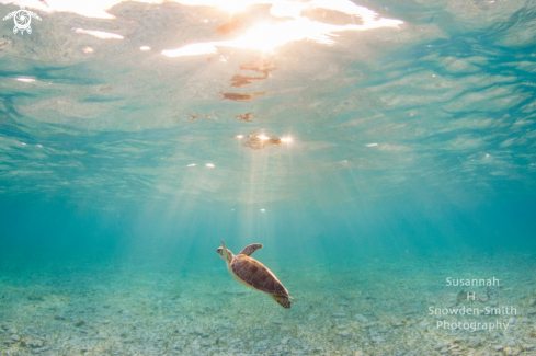 A Green sea turtle