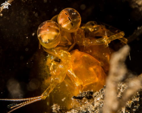 A Short Beak Mantis shrimp,