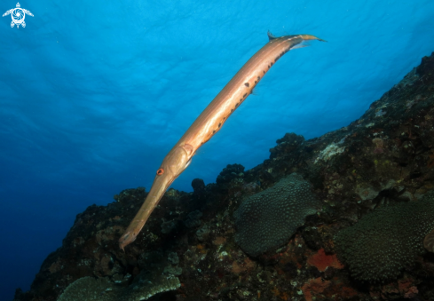 A Trumpet fish