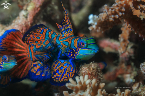 A Mandarinfish