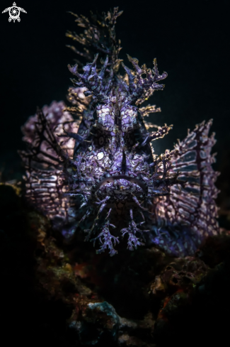 A Weedy Scorpion Fish