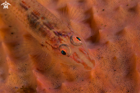 A Translucent Coral Goby 