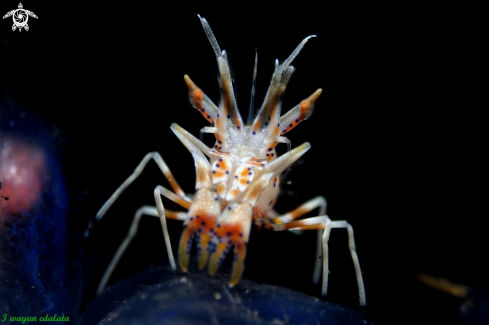 A Tiger Shrimp