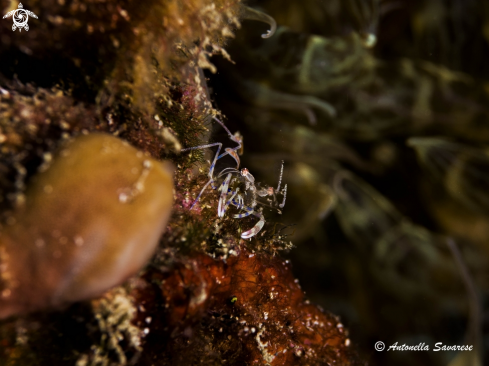 A Periclimenes amethysteus | gamberetto fantasma cuore