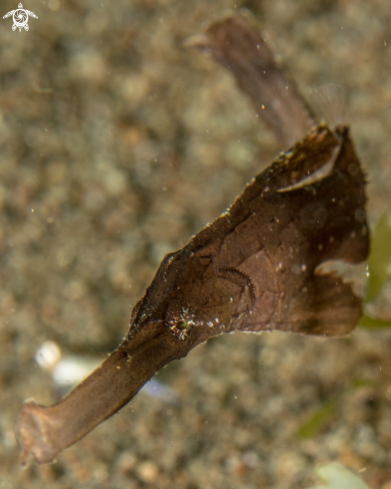 A Roust ghost pipefish