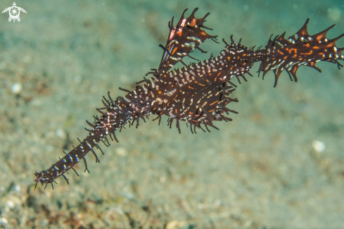 A Ornate ghost pipefish