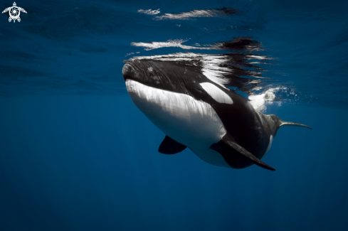 A orca orca | Orque