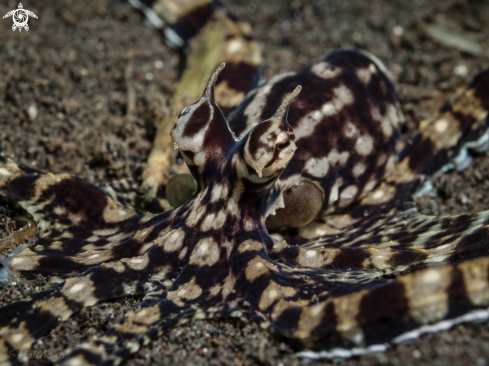 A Mimik Oktopus