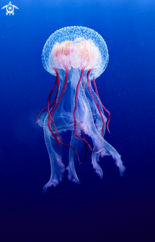 A Jellyfish