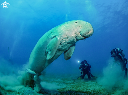 A sea cow