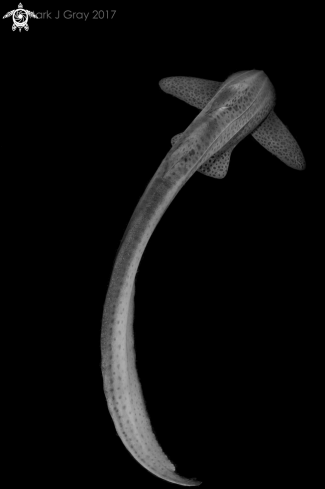 A Stegostoma fasciatum | Leopard Shark