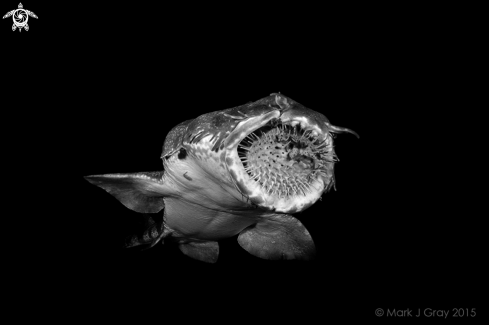 A Orectolobus maculatus | Spotted Wobbegong