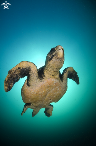 A Caretta caretta | Loggerhead Turtle