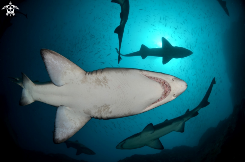 A Carcharias taurus | Grey Nurse Shark