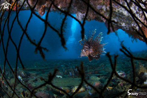 A Lionfish