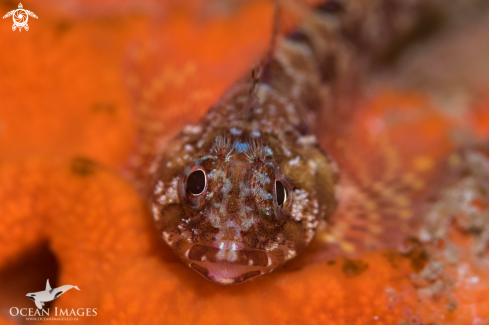 A Cape Triplefin