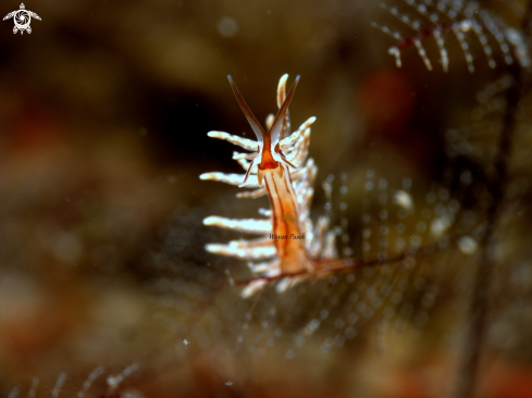 A Eubranchus