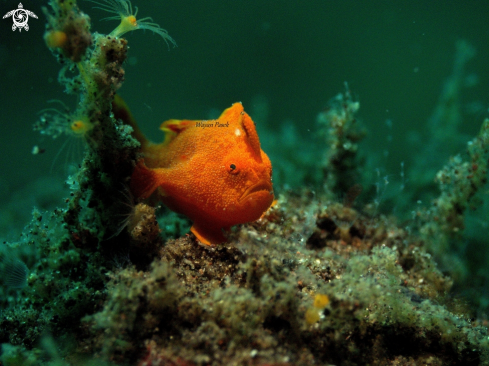 A Frog Fish